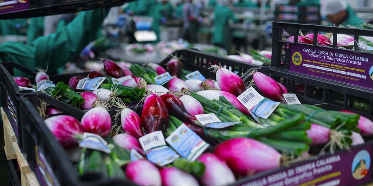 Cipolla di Tropea Igp, la Cenerentola diventata principessa dell’ortofrutta italiana